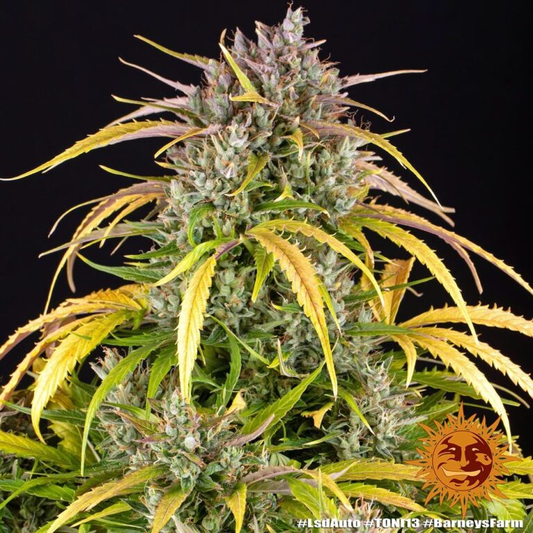 A cannabis plant grown from LSD Auto seeds by Barney's Farm, showcasing dense, trichome-rich buds with vibrant green hues and a compact structure.
