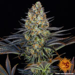A cannabis plant grown from LSD seeds by Barney's Farm Company.