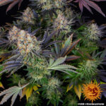 LSD - Image 3