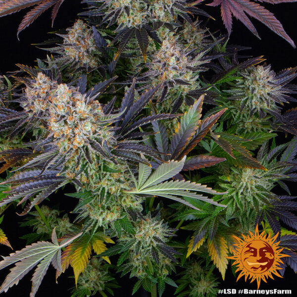 LSD - Image 3
