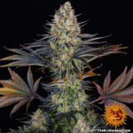 a full picture of a very huge cannabis plant grown from LSD seeds by Barney's Farm Company.