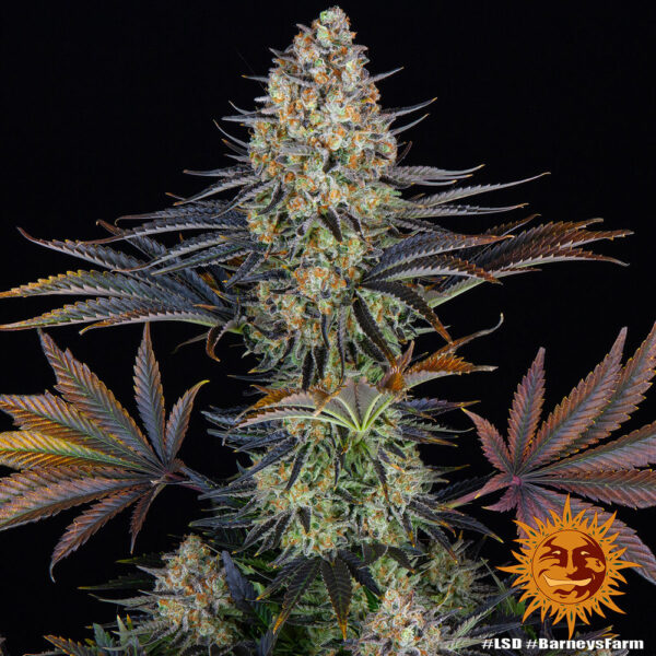 a full picture of a very huge cannabis plant grown from LSD seeds by Barney's Farm Company.