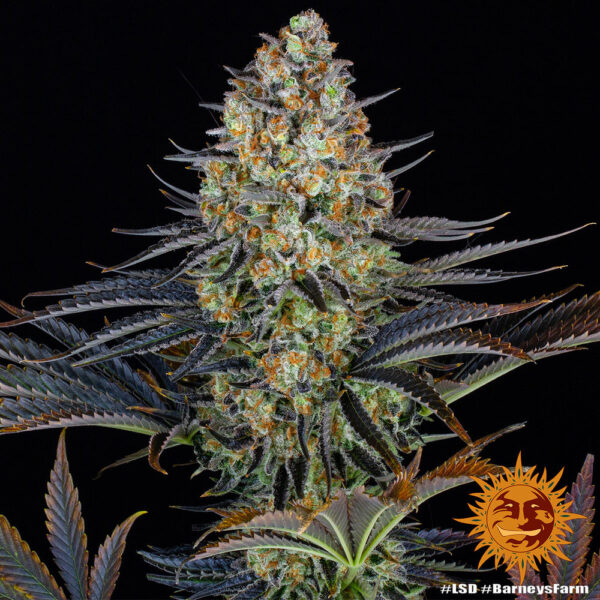 A cannabis plant grown from LSD seeds by Barney's Farm Company.