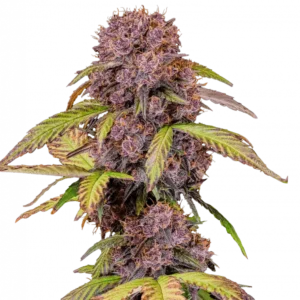 Lemon Cherry Cookies Auto cannabis bud by Fast Buds, gleaming with trichomes and vibrant purple hues, emitting a bold citrus-cherry-cookie aroma with high potency and stunning autoflower genetics.