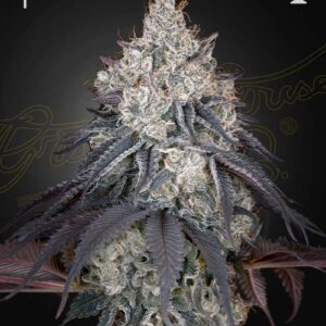 a cannabis plant grown from Lemon Orange seeds from green house company