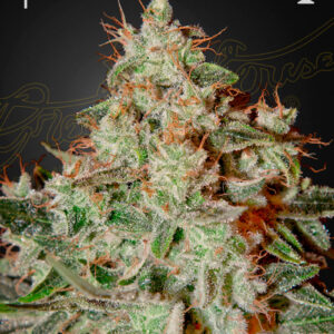 a cannabis plant grown from Lemon Skunk seeds by green house