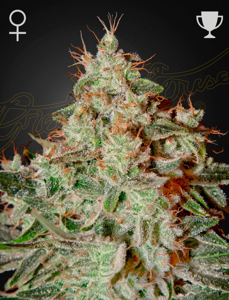 a cannabis plant grown from Lemon Skunk seeds by green house