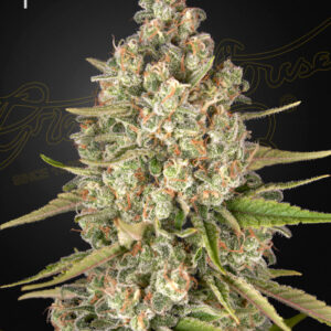 a cannabis plant grown from lost pearl seeds by green house