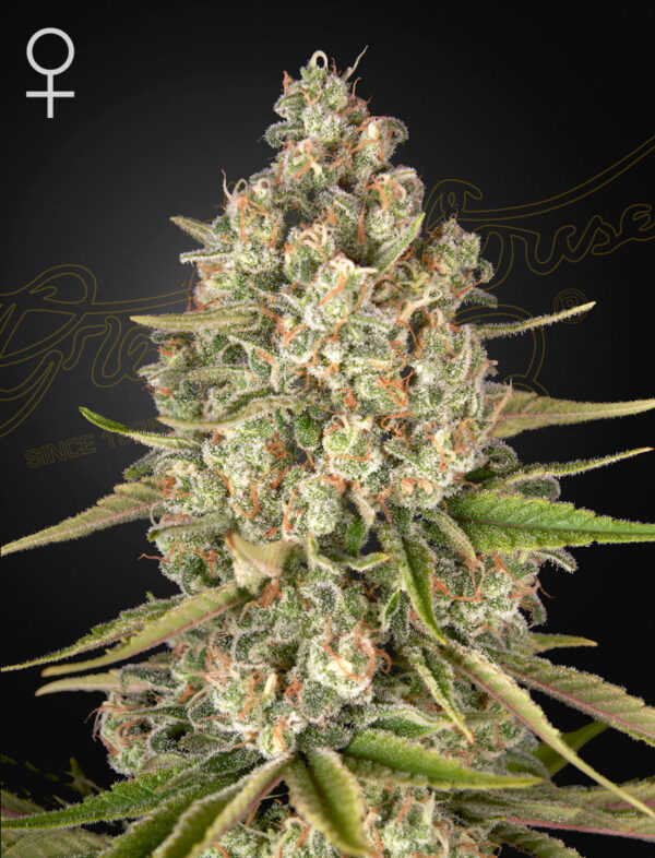 a cannabis plant grown from lost pearl seeds by green house