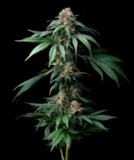 A cannabis plant grown from Mendo Breath seeds by Barney's Farm, showcasing dense, resin-rich buds with deep coloration and a thick trichome coating.