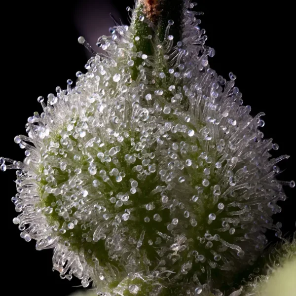 MENDO BREATH - Image 2
