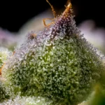 MENDO BREATH - Image 3