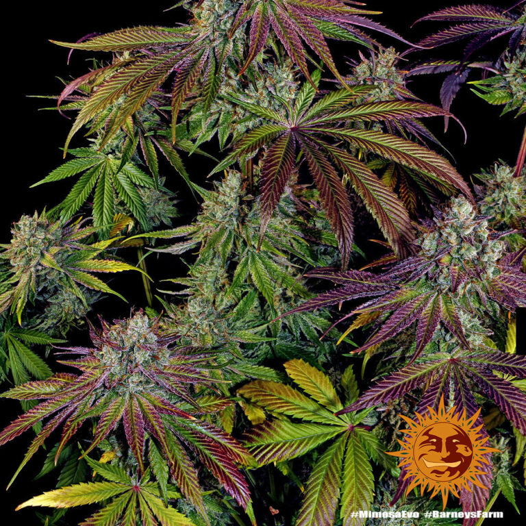 "Close-up of Mimosa EVO cannabis bud showing frosty trichomes – Barney’s Farm"