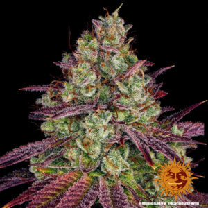 A cannabis plant grown from Mimosa EVO seeds by Barney's Farm Company.