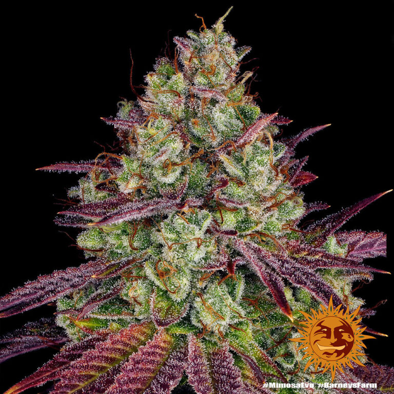A cannabis plant grown from Mimosa EVO seeds by Barney's Farm Company.