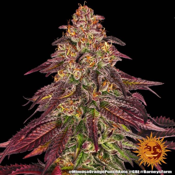 A cannabis plant grown from Mimosa x Orange Punch Auto seeds by Barney's Farm, showcasing dense, trichome-rich buds with vibrant purple hues and a compact structure.