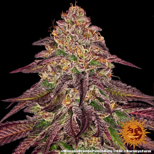MIMOSA X ORANGE PUNCH AUTO - Image 2