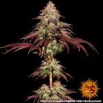 MIMOSA X ORANGE PUNCH AUTO - Image 3