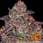 MIMOSA X ORANGE PUNCH AUTO - Image 4