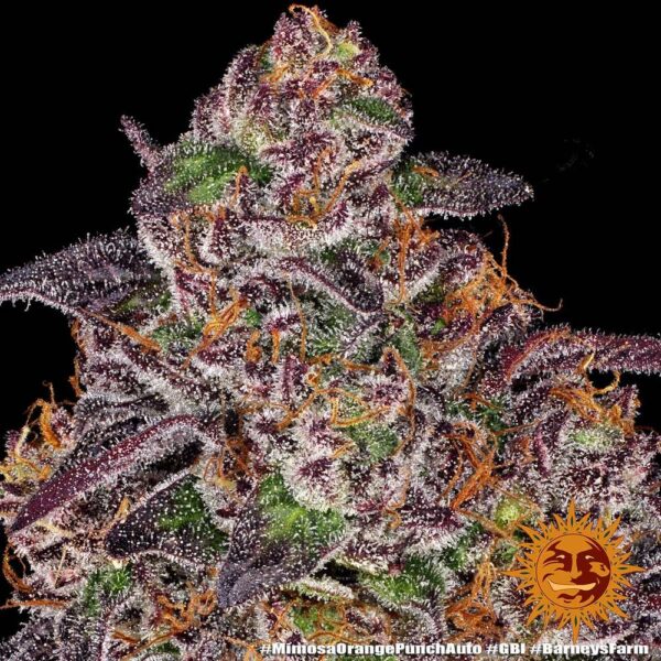 MIMOSA X ORANGE PUNCH AUTO - Image 4