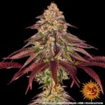 MIMOSA X ORANGE PUNCH AUTO - Image 5