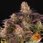 MIMOSA X ORANGE PUNCH - Image 3