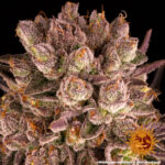 A cannabis plant grown from Mimosa x Orange Punch seeds by Barney's Farm Company.