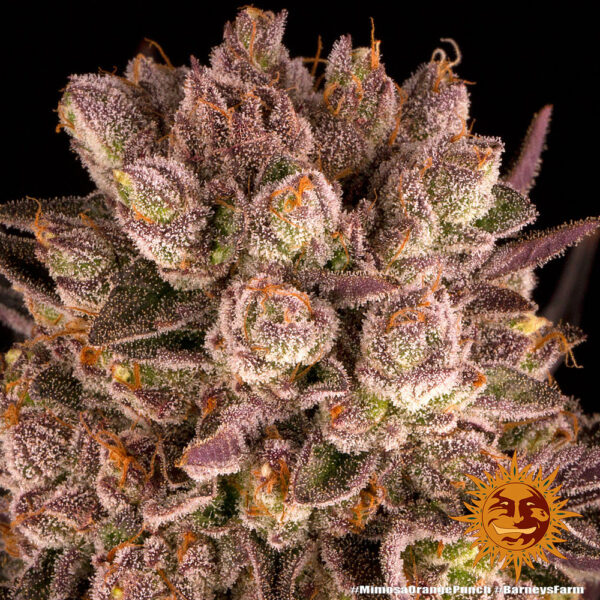A cannabis plant grown from Mimosa x Orange Punch seeds by Barney's Farm Company.