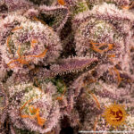 MIMOSA X ORANGE PUNCH - Image 2