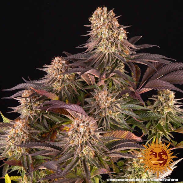 MIMOSA X ORANGE PUNCH - Image 3