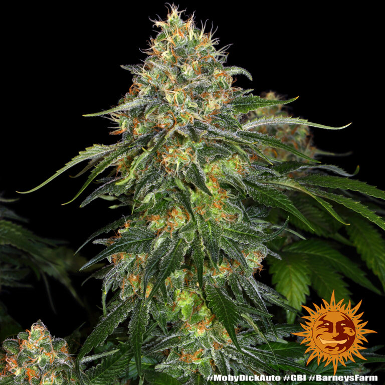 A lush, majestic, and beautiful cannabis plant full of buds, grown from Moby Dick Auto seeds cultivated by Barney's Farm Company.
