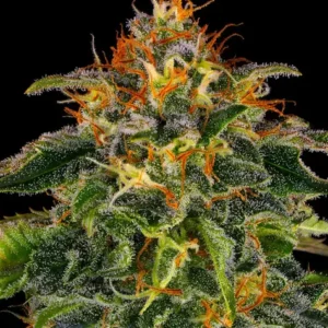 A cannabis plant grown from Moby Dick seeds by Barney's Farm Company.
