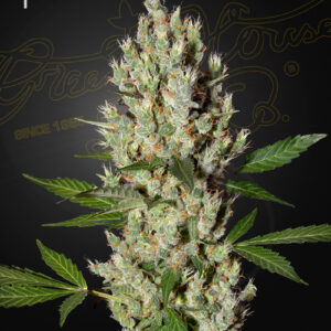 a cannabis plant grown from Moby Dick seeds by green house