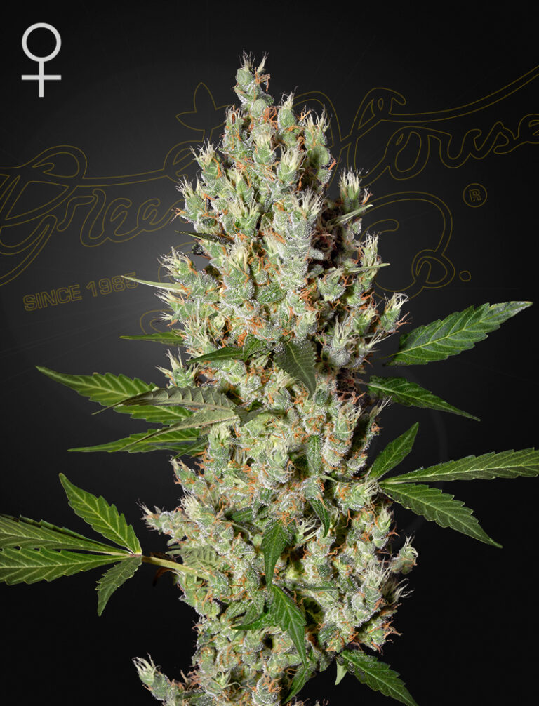 a cannabis plant grown from Moby Dick seeds by green house