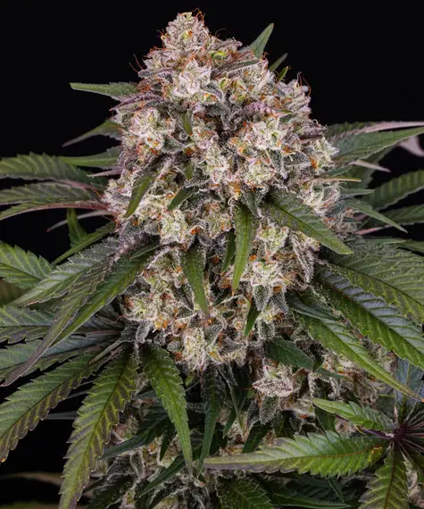 A lush, majestic, and beautiful cannabis plant full of buds, grown from OG Kush Auto seeds cultivated by Barney's Farm Company.