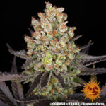 OG KUSH - Image 3