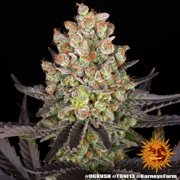 OG KUSH - Image 3