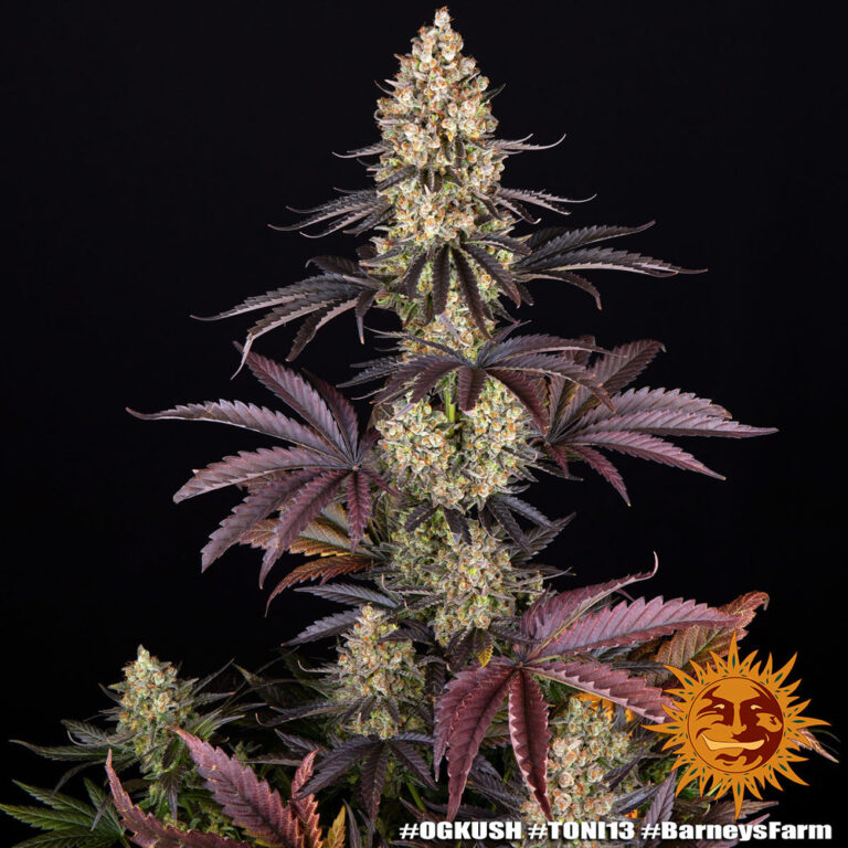 A cannabis plant grown from OG Kush seeds by Barney's Farm, showcasing dense, resin-rich buds with vibrant green hues and a thick layer of frosty trichomes.