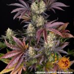 OG KUSH - Image 6