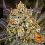 OG KUSH - Image 2
