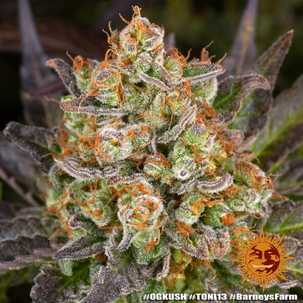 OG KUSH - Image 2