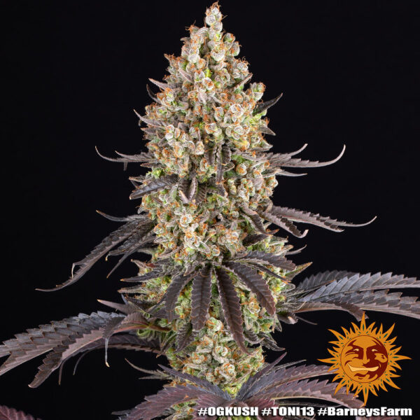 OG KUSH - Image 5