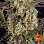 OG KUSH - Image 4