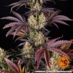 OG KUSH - Image 7