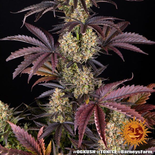 OG KUSH - Image 7