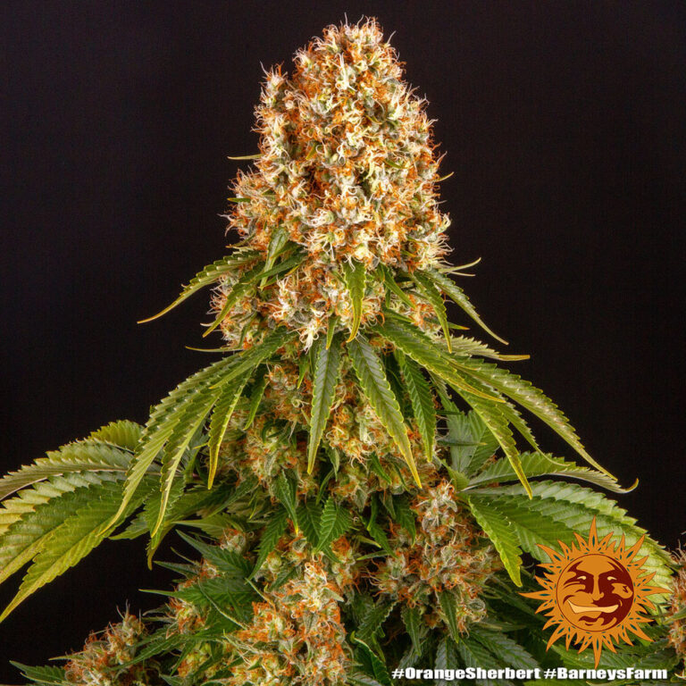 A cannabis plant grown from Orange Sherbert seeds by Barney's Farm Company.