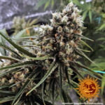 PEYOTE CRITICAL - Image 2
