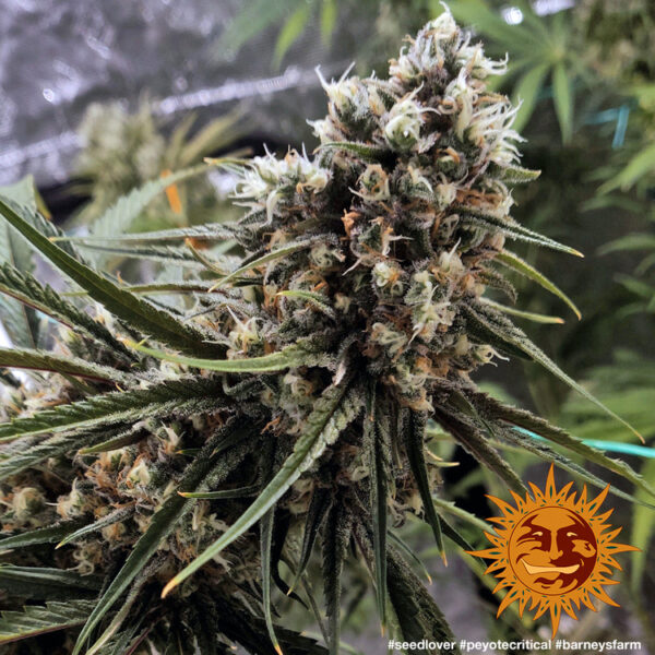 PEYOTE CRITICAL - Image 2