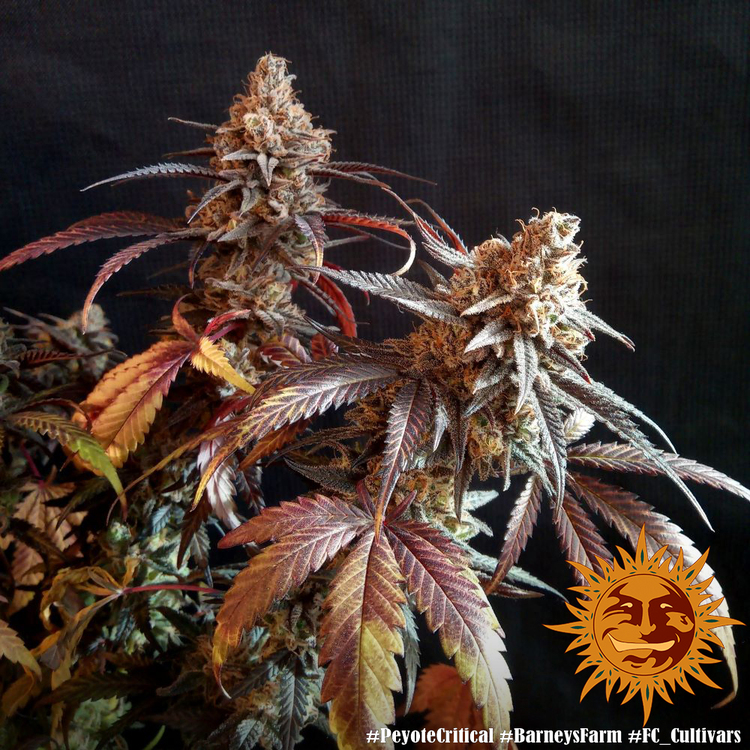 A cannabis plant grown from Peyote Critical seeds by Barney's Farm, showcasing dense, resin-rich buds with deep coloration and a thick trichome coating.