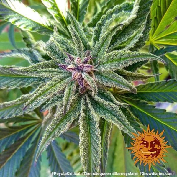 PEYOTE CRITICAL - Image 3